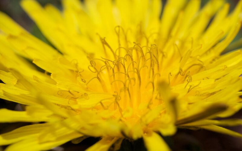 Close-up of a yellow dandelion