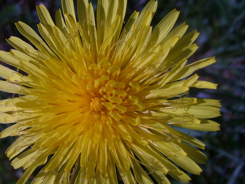 Close-up of a yellow dandelion