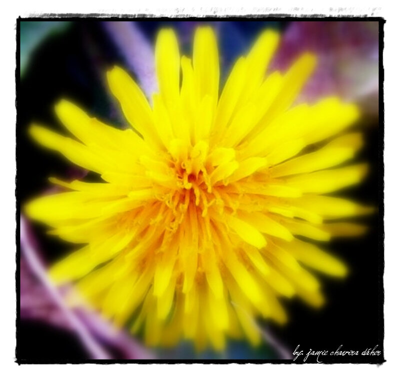 Close-up of a yellow dandelion