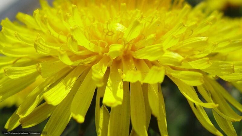 Close-up of a yellow dandelion