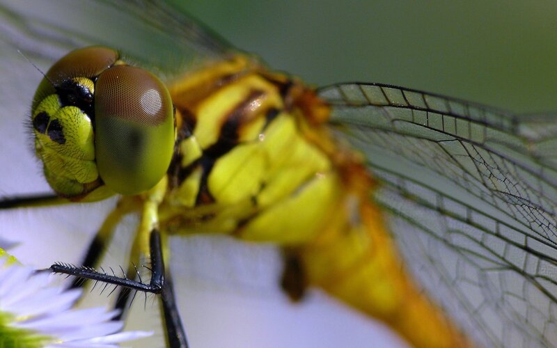 Close-up of a yellow dragonfly