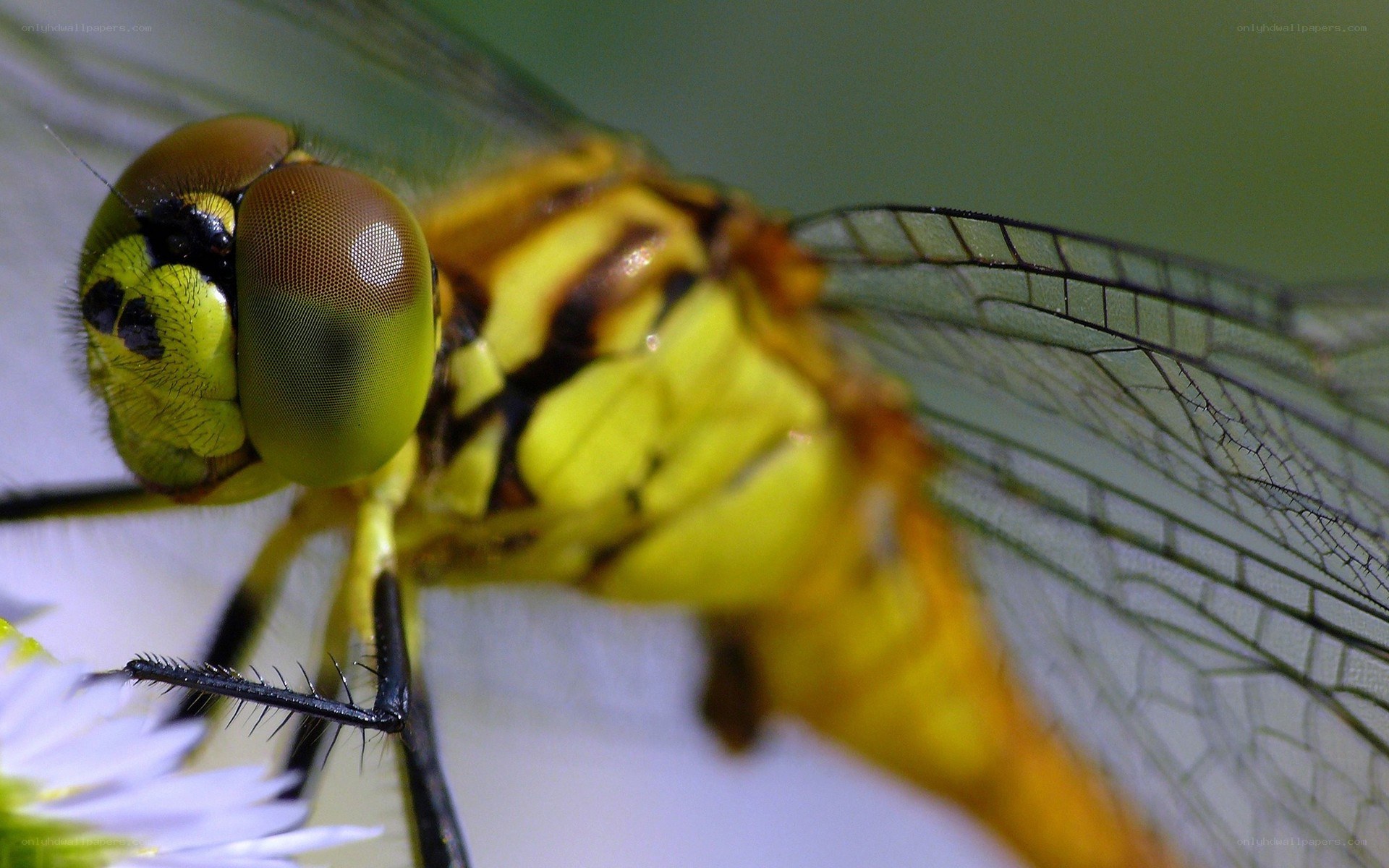 Close-up of a yellow dragonfly