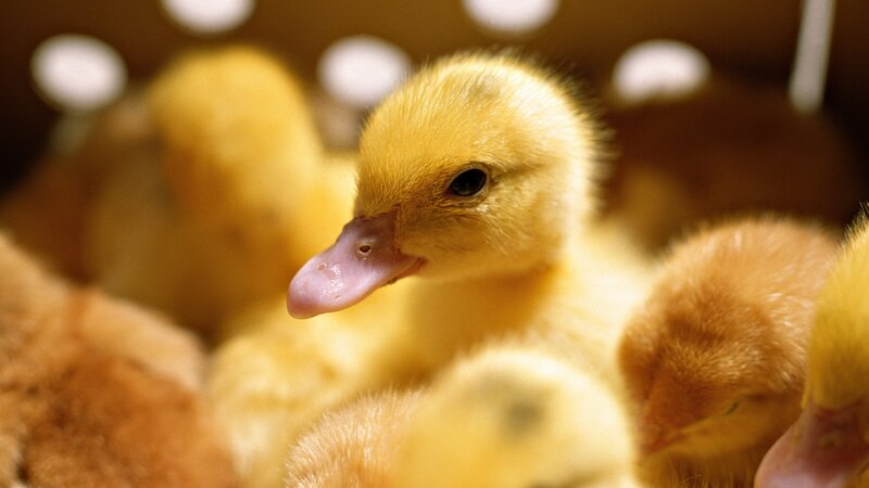 Close-up of a yellow duckling
