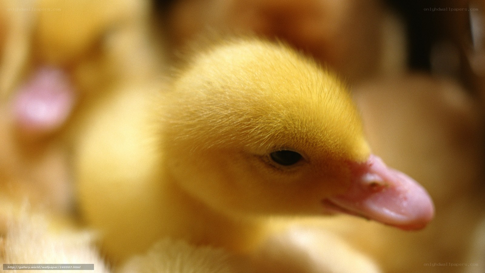 Close-up of a yellow duckling