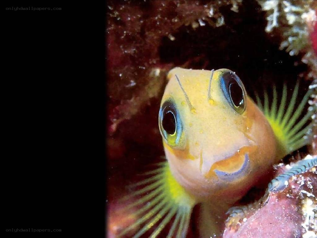 close-up of a yellow fish