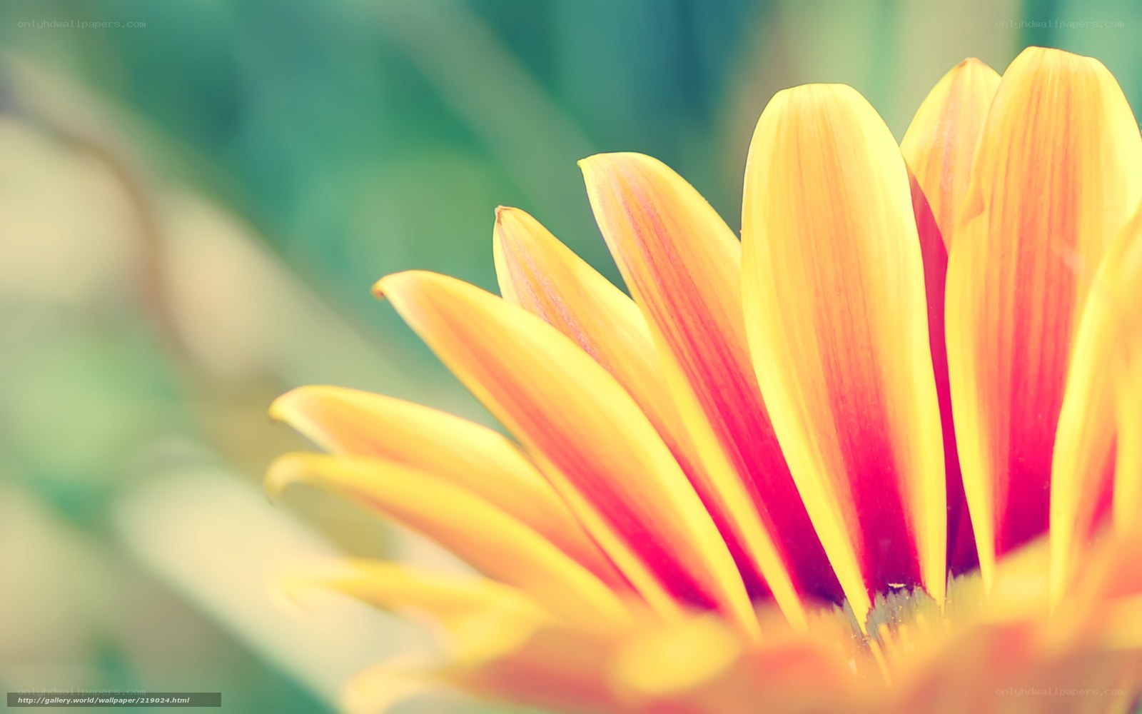 Close-up of a yellow flower