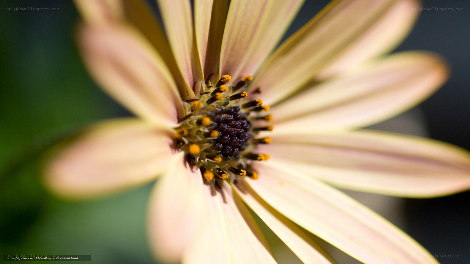 Close-up of a yellow flower