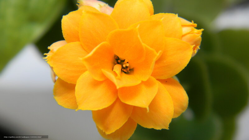 Close-up of a yellow flower