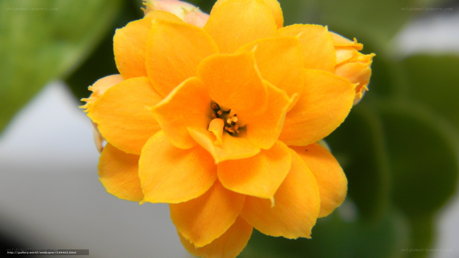 Close-up of a yellow flower