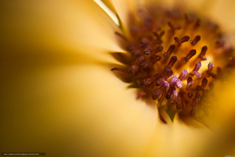 close-up of a yellow flower