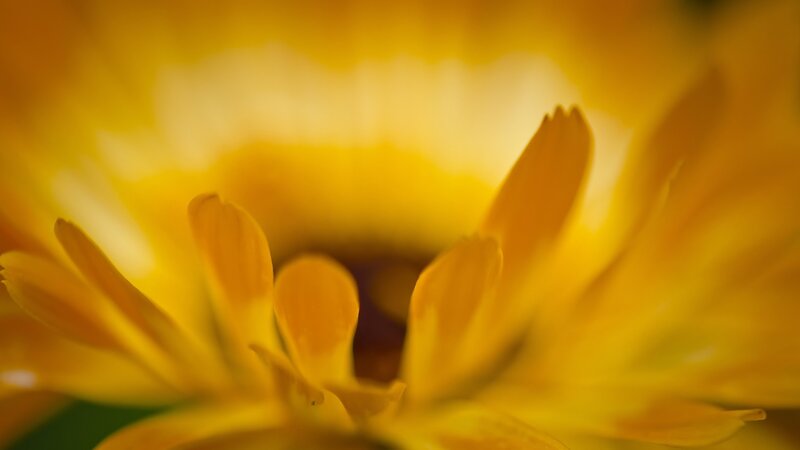 Close-up of a yellow flower
