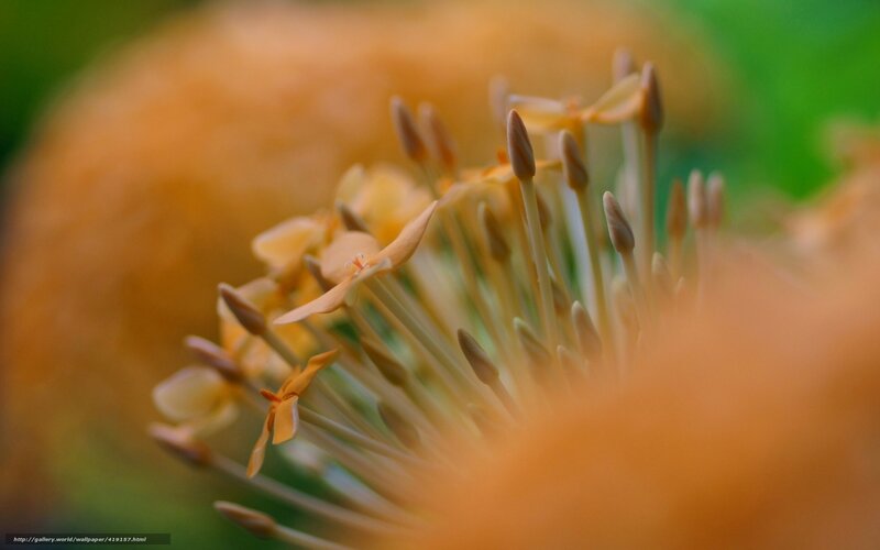 Close-up of a yellow flower