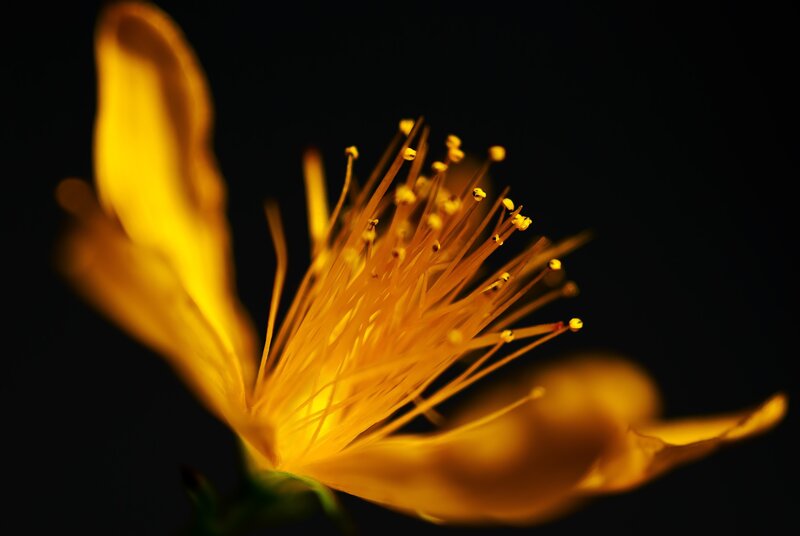 Close-up of a yellow flower