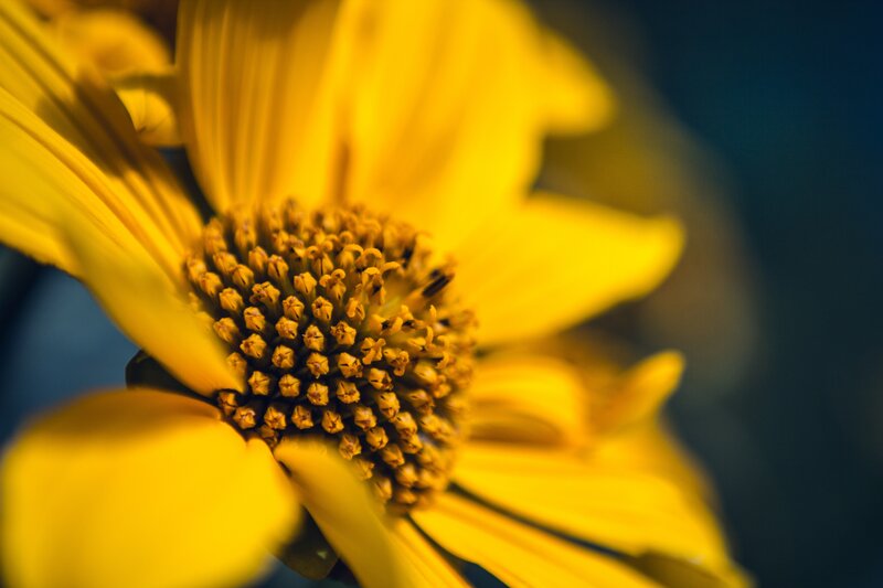 Close-up of a yellow flower