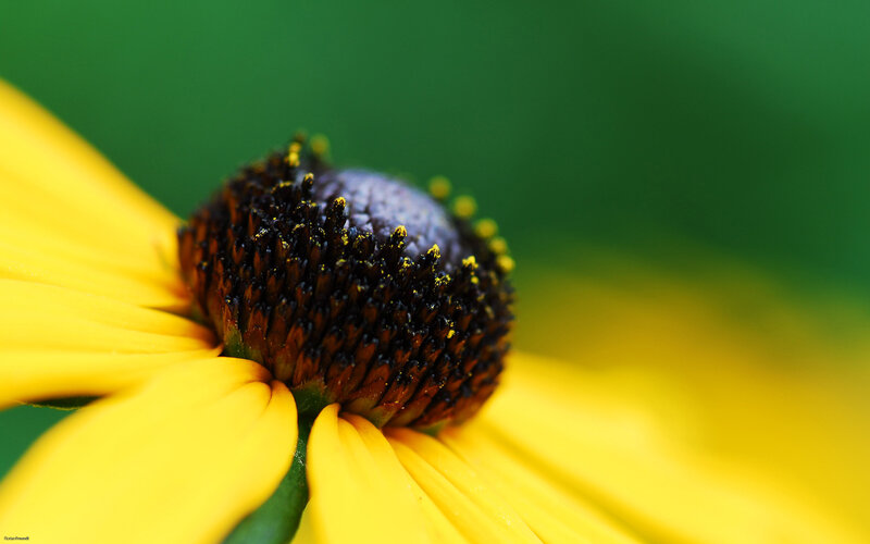 Close-up of a yellow flower