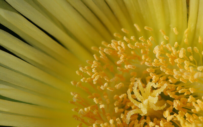 Close-up of a yellow flower