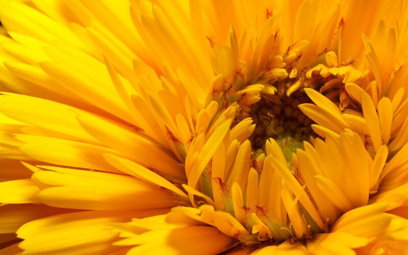 Close-up of a yellow flower