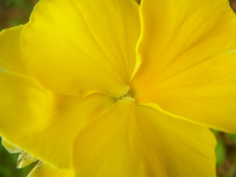 Close-up of a yellow flower