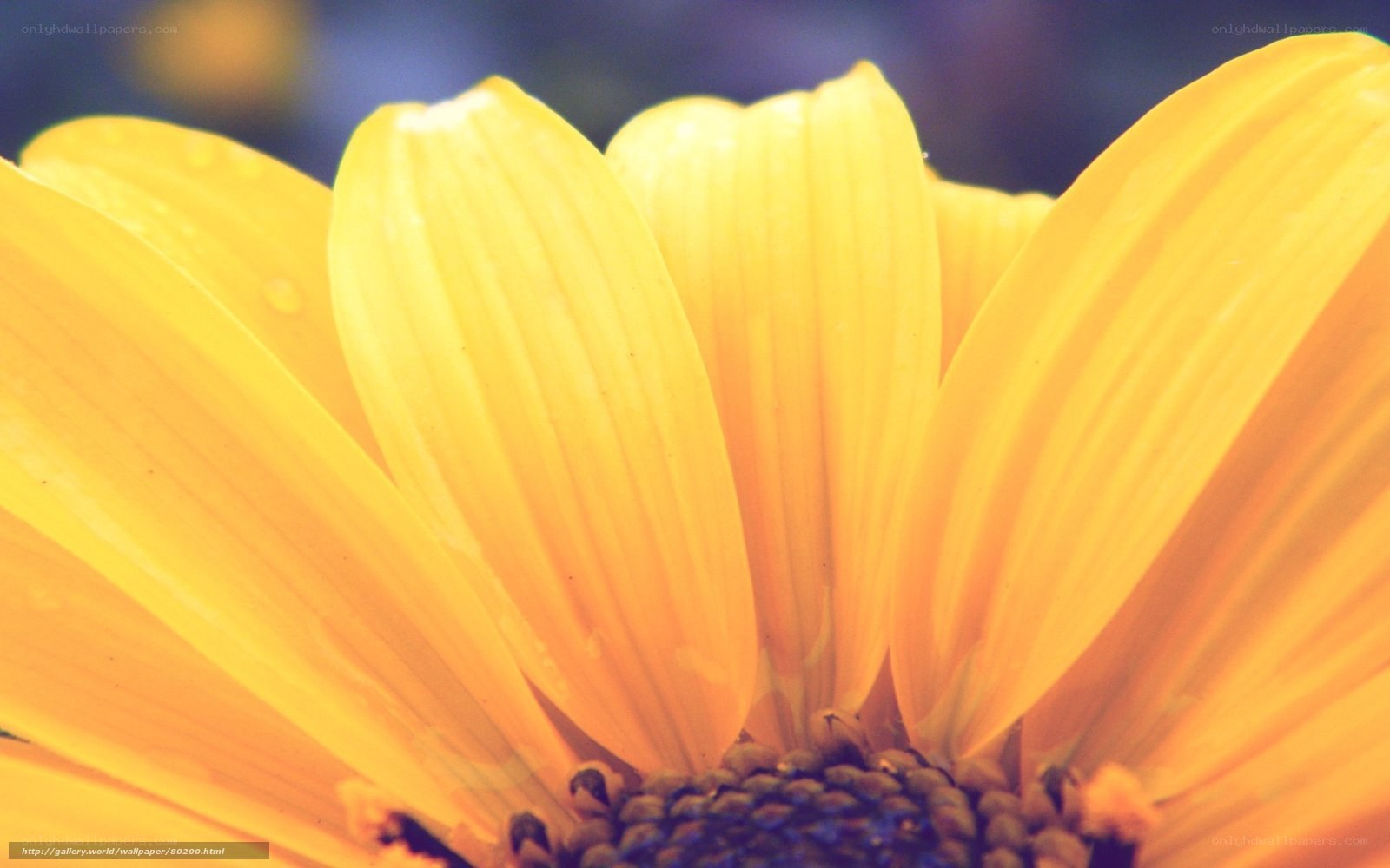 Close-up of a yellow flower