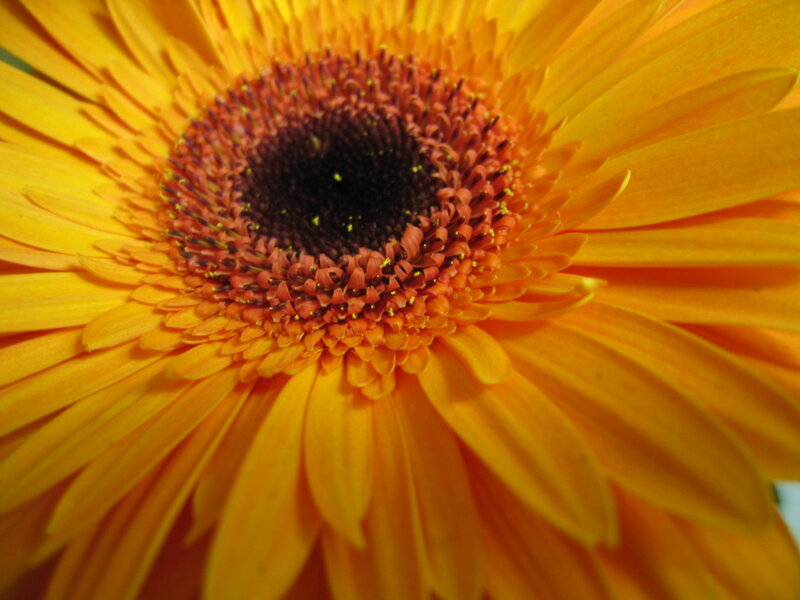 Close-up of a yellow flower