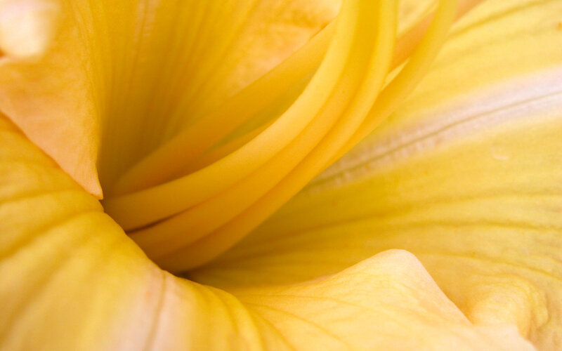 Close-up of a yellow flower