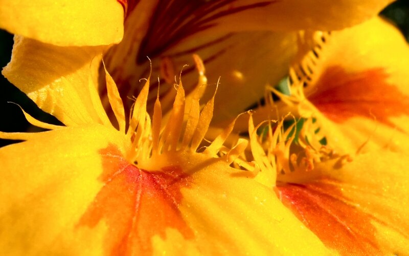 Close-up of a yellow flower