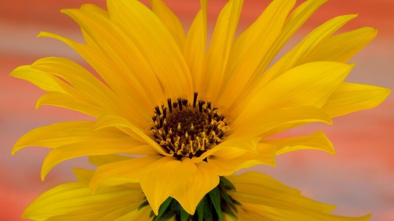 Close-up of a yellow flower