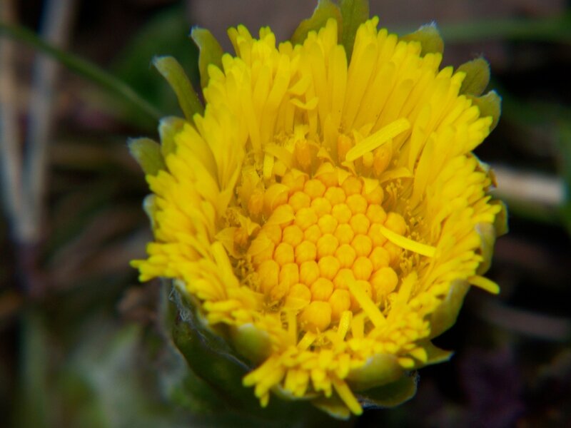 Close-up of a yellow flower