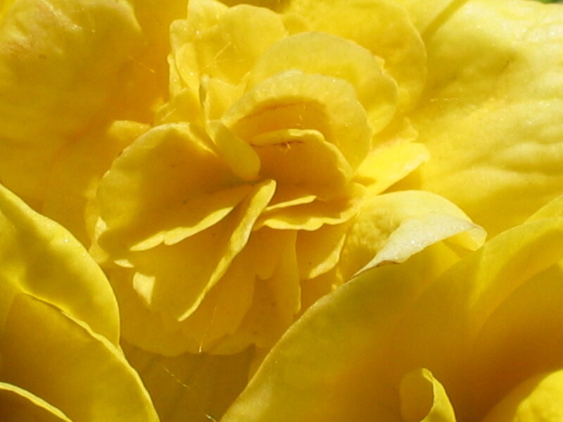 Close-up of a yellow flower
