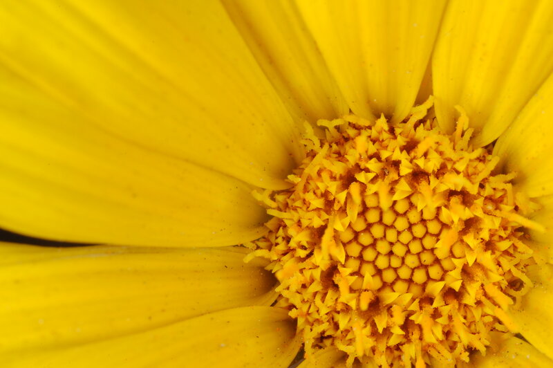 Close-up of a yellow flower
