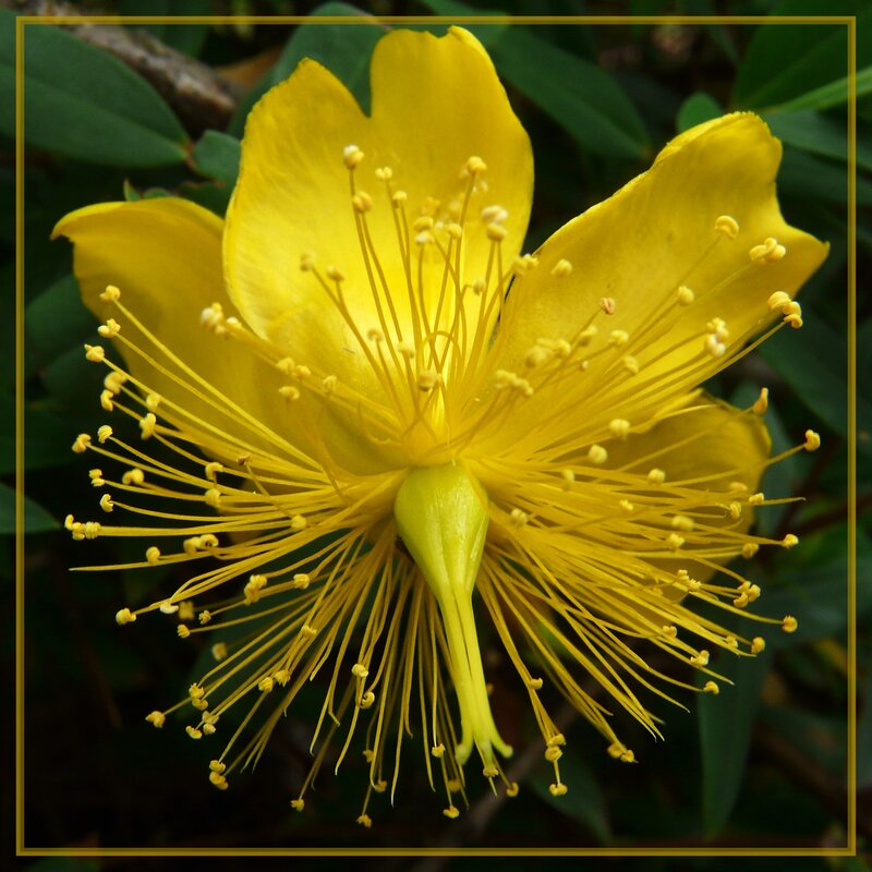 Close-up of a yellow flower