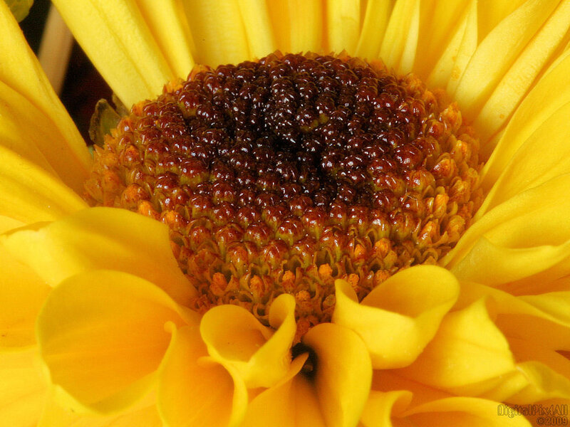Close-up of a yellow flower