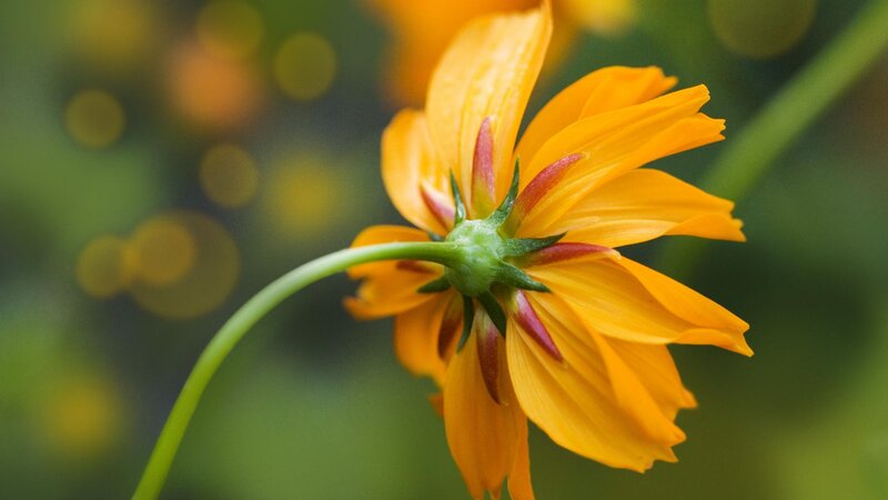 Close-up of a yellow flower