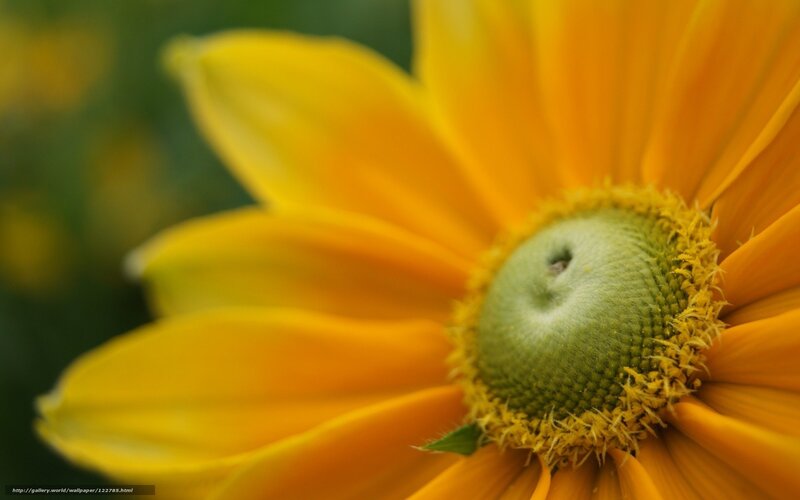 Close-up of a yellow flower