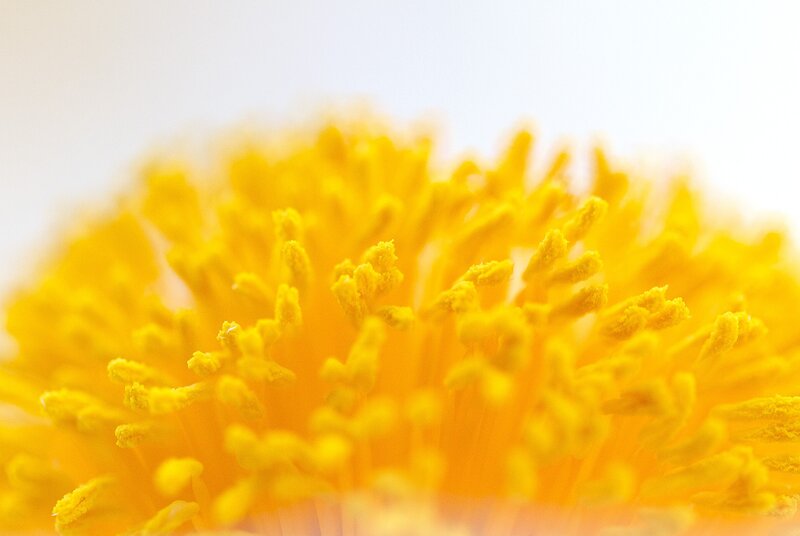 Close-up of a yellow flower