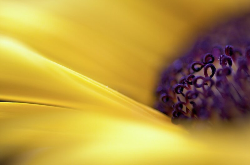 Close-up of a yellow flower