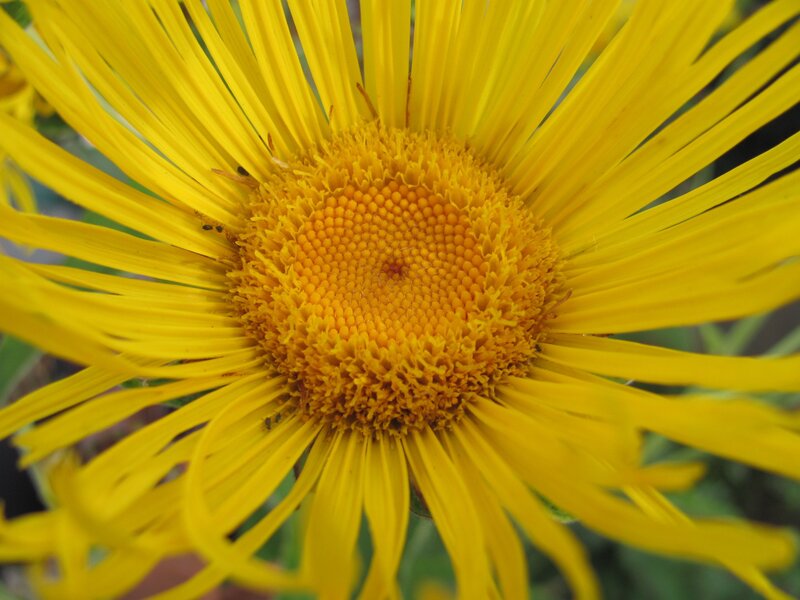 close-up of a yellow flower