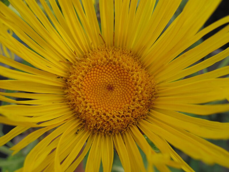 Close-up of a yellow flower