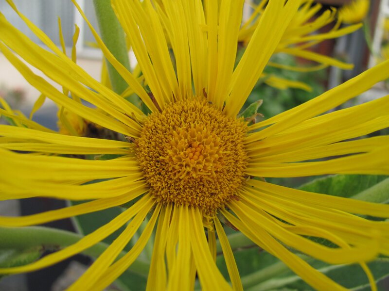 Close-up of a yellow flower