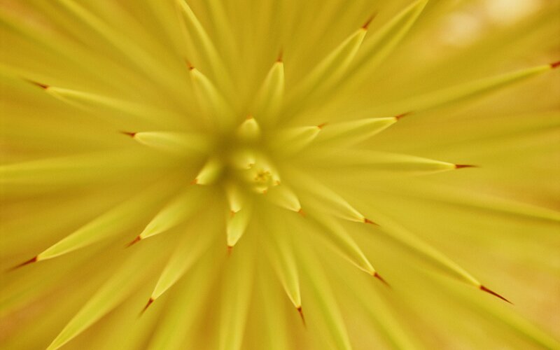 close-up of a yellow flower
