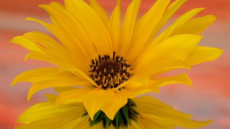 Close-up of a yellow flower
