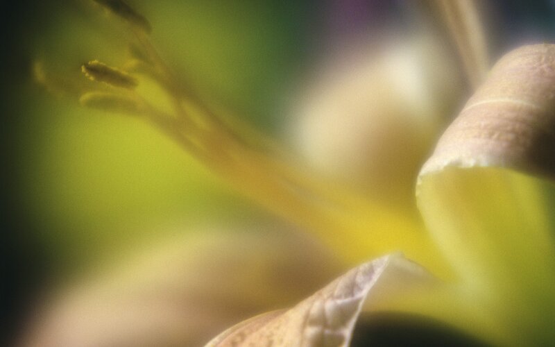 Close-up of a yellow flower