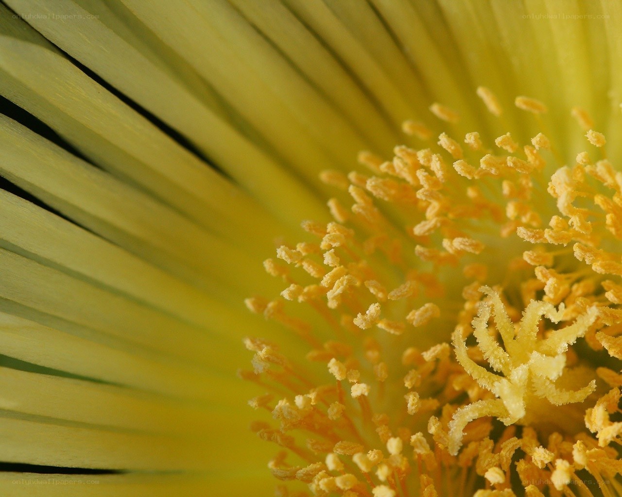 Close-up of a yellow flower