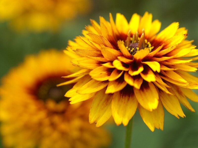 Close-up of a yellow flower
