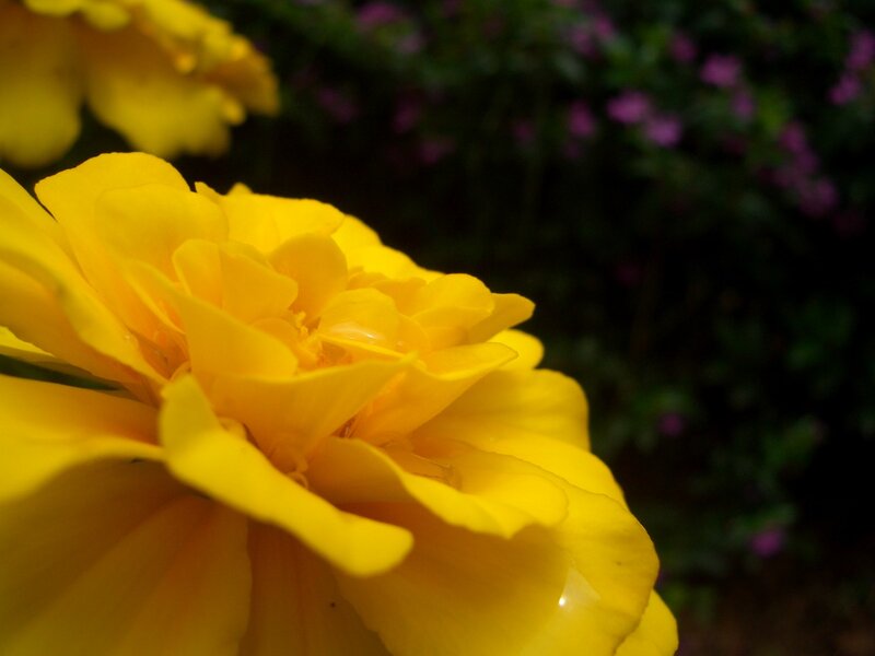Close-up of a yellow flower