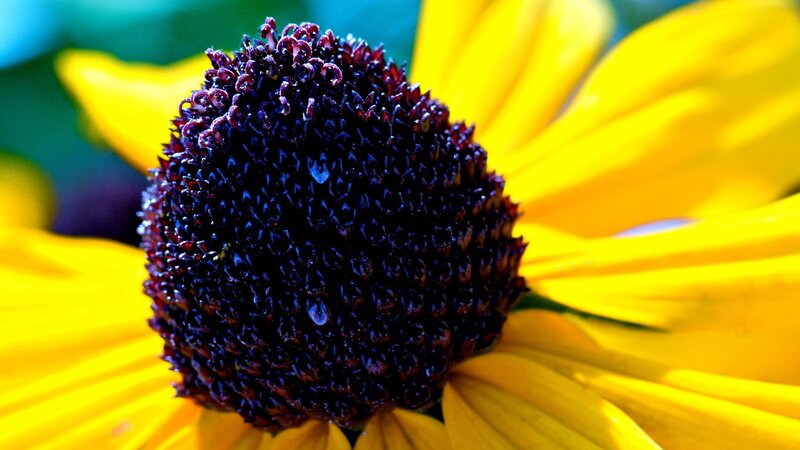 Close-up of a yellow flower