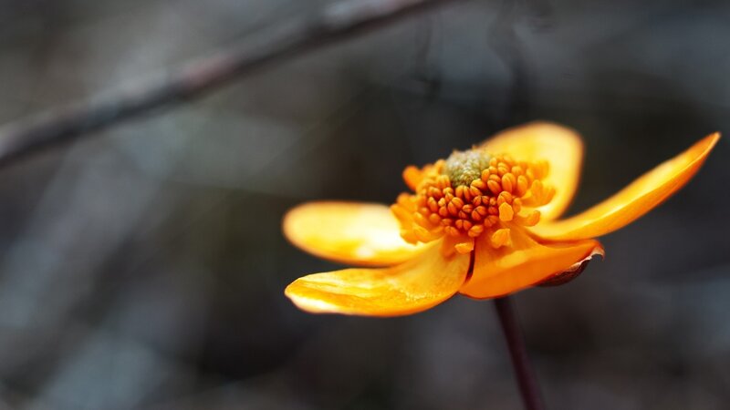 Close-up of a yellow flower