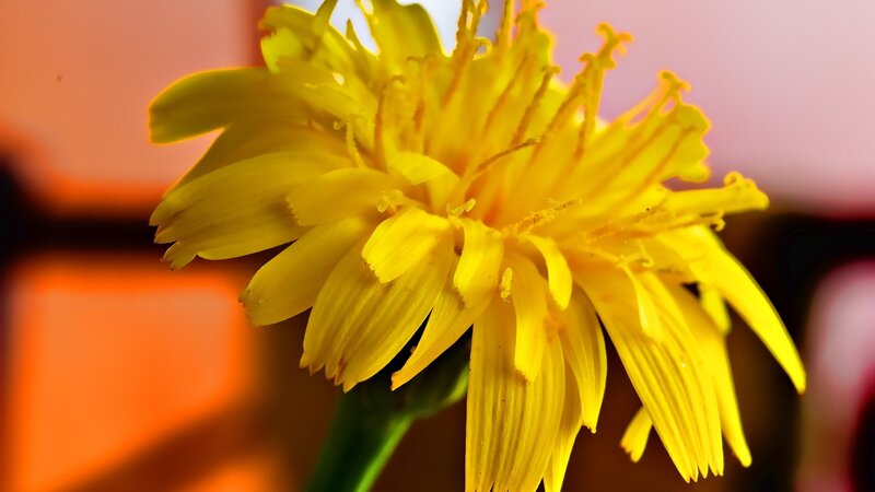 Close-up of a yellow flower
