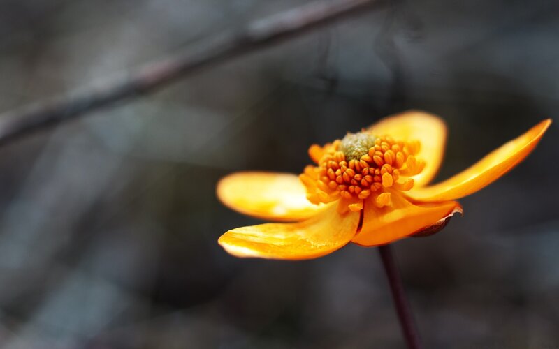 Close-up of a yellow flower