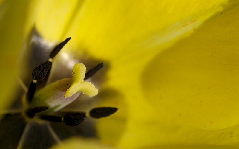 Close-up of a yellow flower
